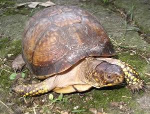 Animals in Winter, Turtle